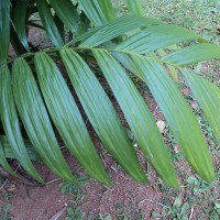Areca triandra Roxb. ex Buch.-Ham.